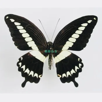 Papilio gigon проба пеперуди за украса за дома си колекция за бродерия и жена, възраст: образователни изследвания, аксесоари за украса на дома