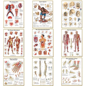 Анатомия на човека, мускулна система, платно, картини, плакати и разпечатки, карта на тялото, стенно художествено изображение за декор на научната медицинската стая
