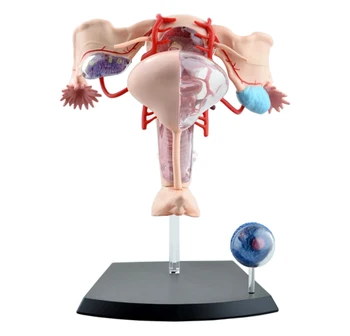 Играчка-пъзел, модел на човешкото тяло, в събирането, на женската репродуктивна система, т.vі